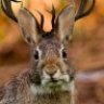 Jackalope